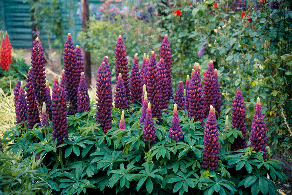Lupinus Storm 1-pack